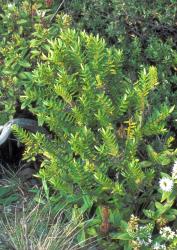 Veronica diosmifolia. Habit (flowers & leaves of V. ligustrifolia at lower right). Cape Reinga, Northland.
 Image: M.J. Bayly © Te Papa CC-BY-NC 3.0 NZ